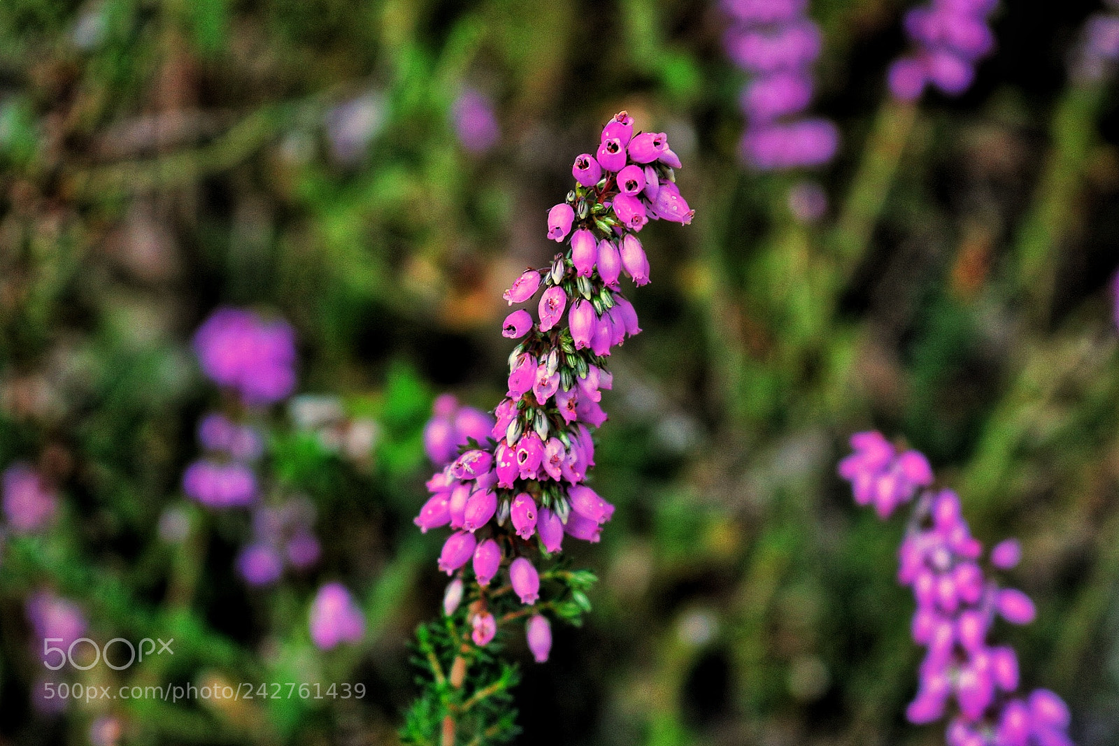 Canon EOS 750D (EOS Rebel T6i / EOS Kiss X8i) sample photo. Spring photography