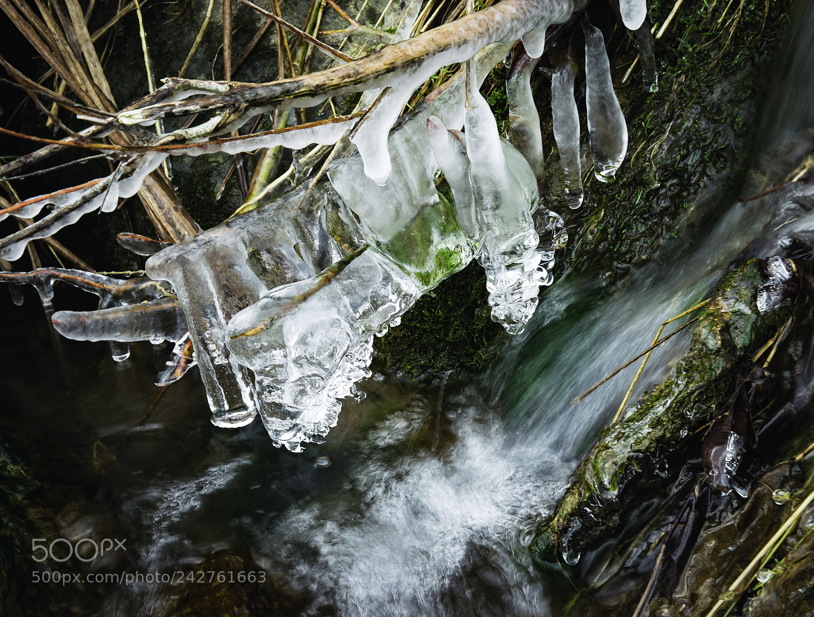 Nikon D5500 sample photo. Frozen dry grass in photography