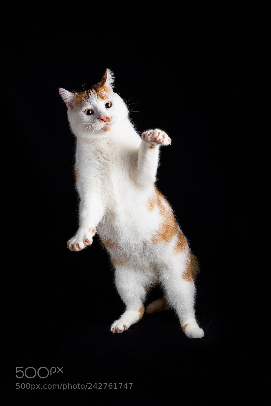 Nikon D810 sample photo. Jump :) photography