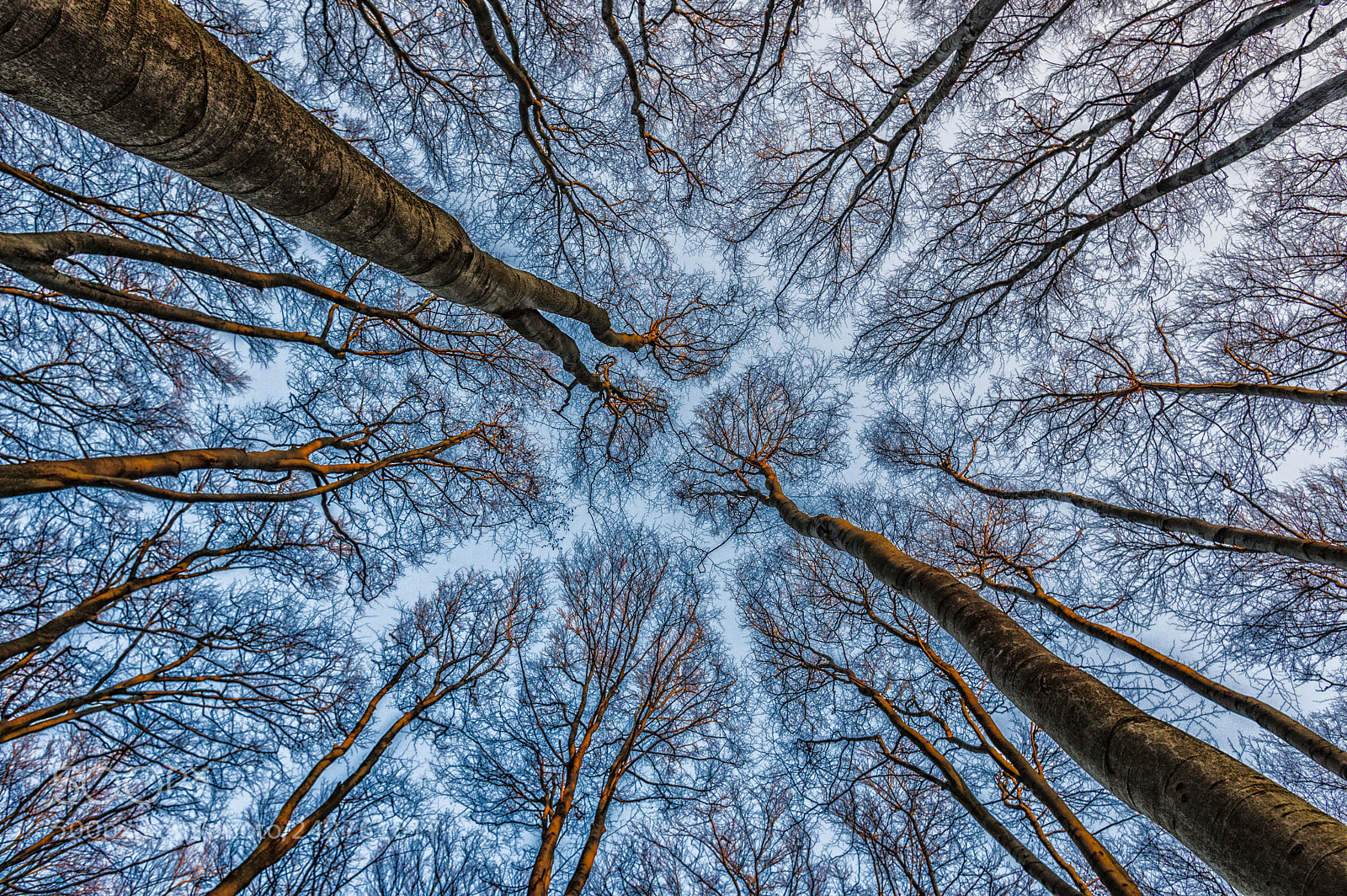 Pentax K-3 II sample photo. Ghostly forest photography