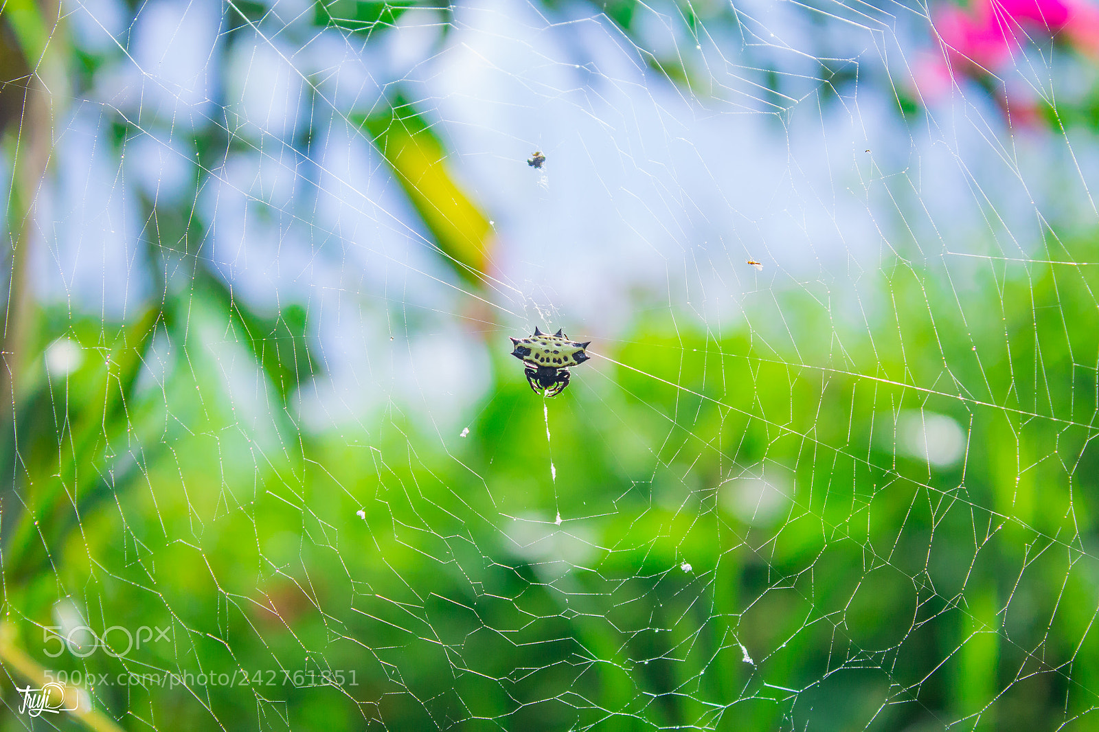 Canon EOS 1100D (EOS Rebel T3 / EOS Kiss X50) sample photo. Spider web photography