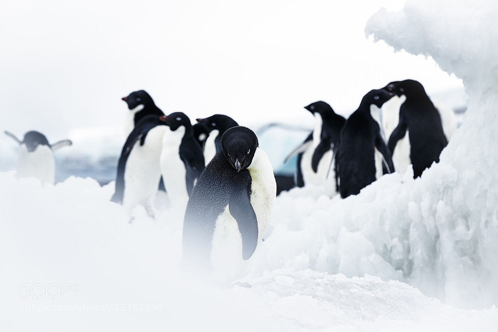 Canon EOS-1D X Mark II sample photo. Pingu ino adelaida con photography