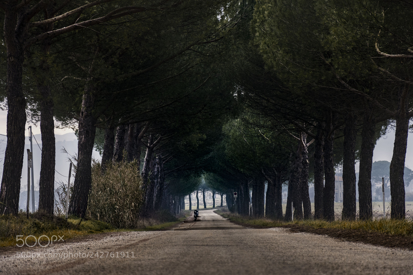 Nikon D7200 sample photo. Il viale dei pini photography