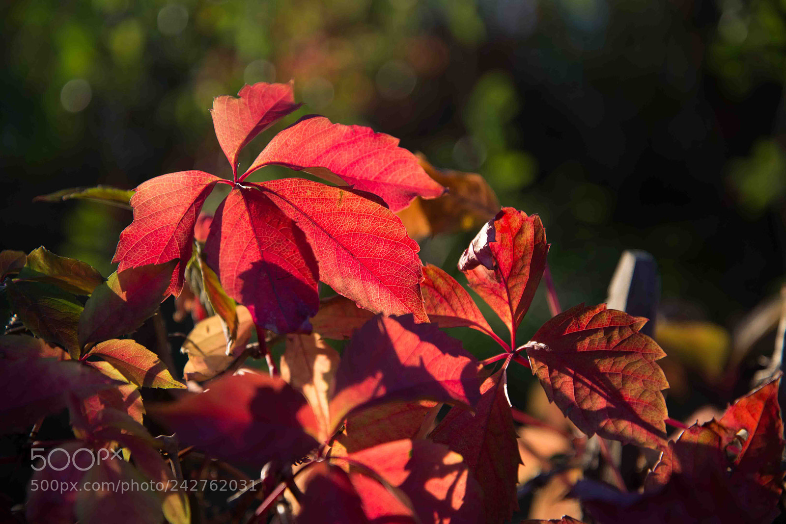 Nikon D610 sample photo. Red in green photography
