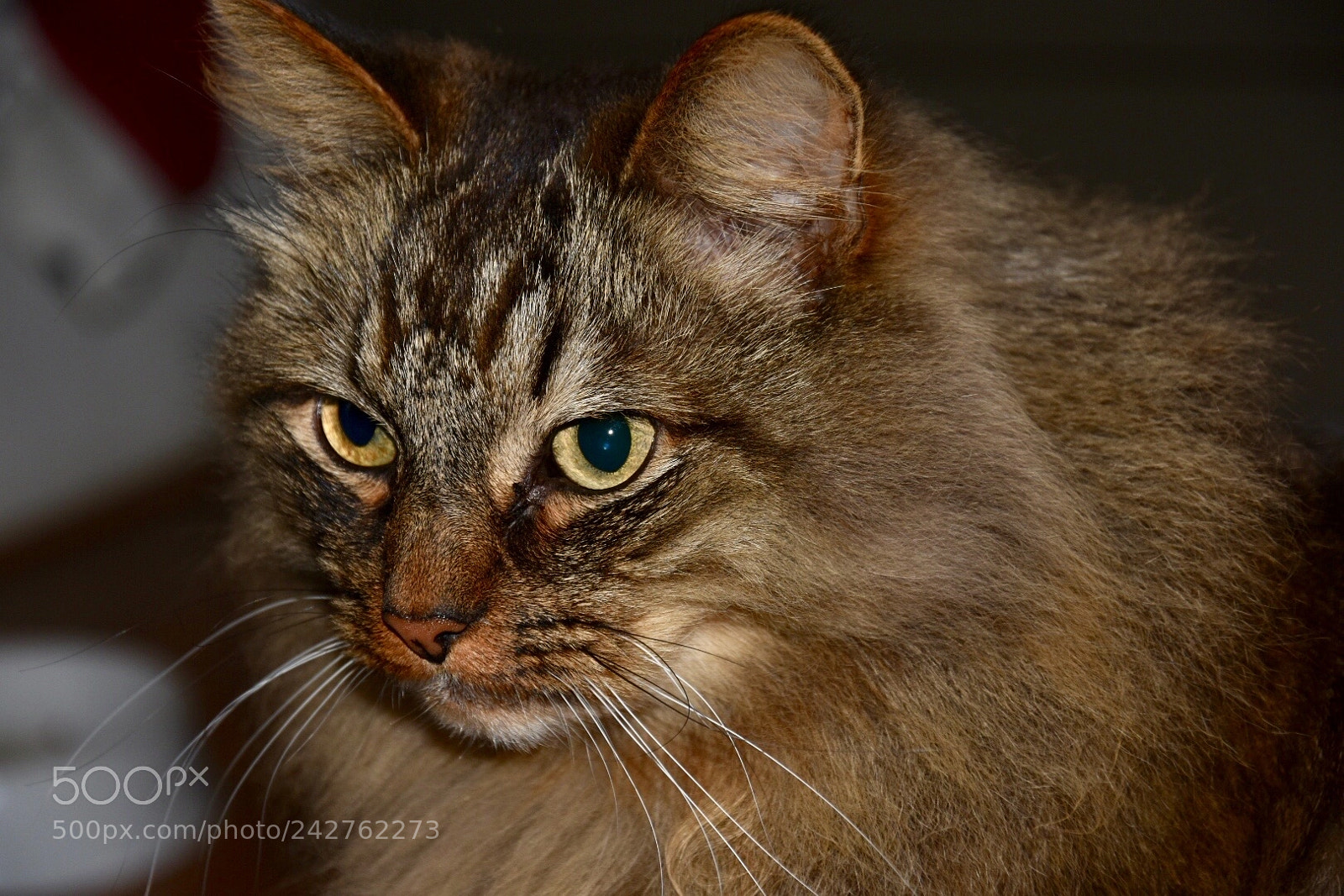 Nikon D3400 sample photo. My daughters cat photography
