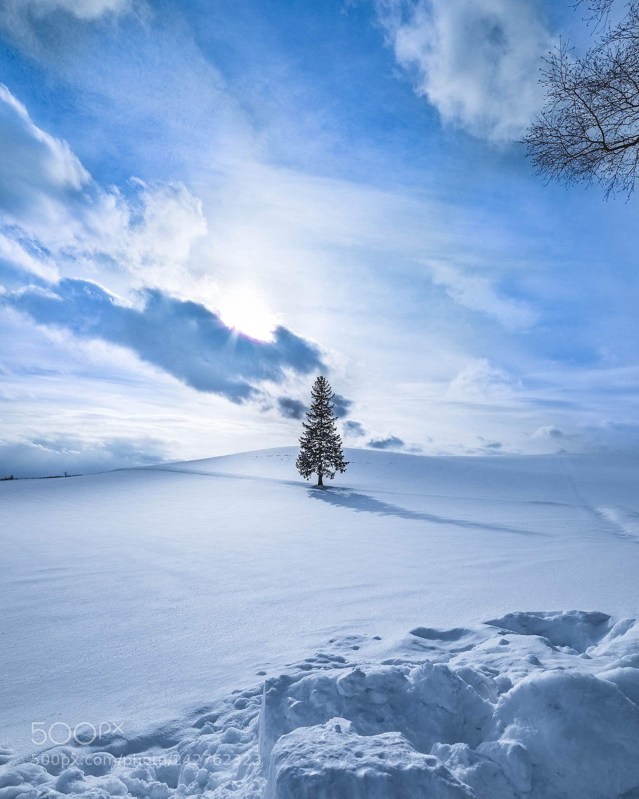 Nikon D810 sample photo. The christmas tree hokkaido photography