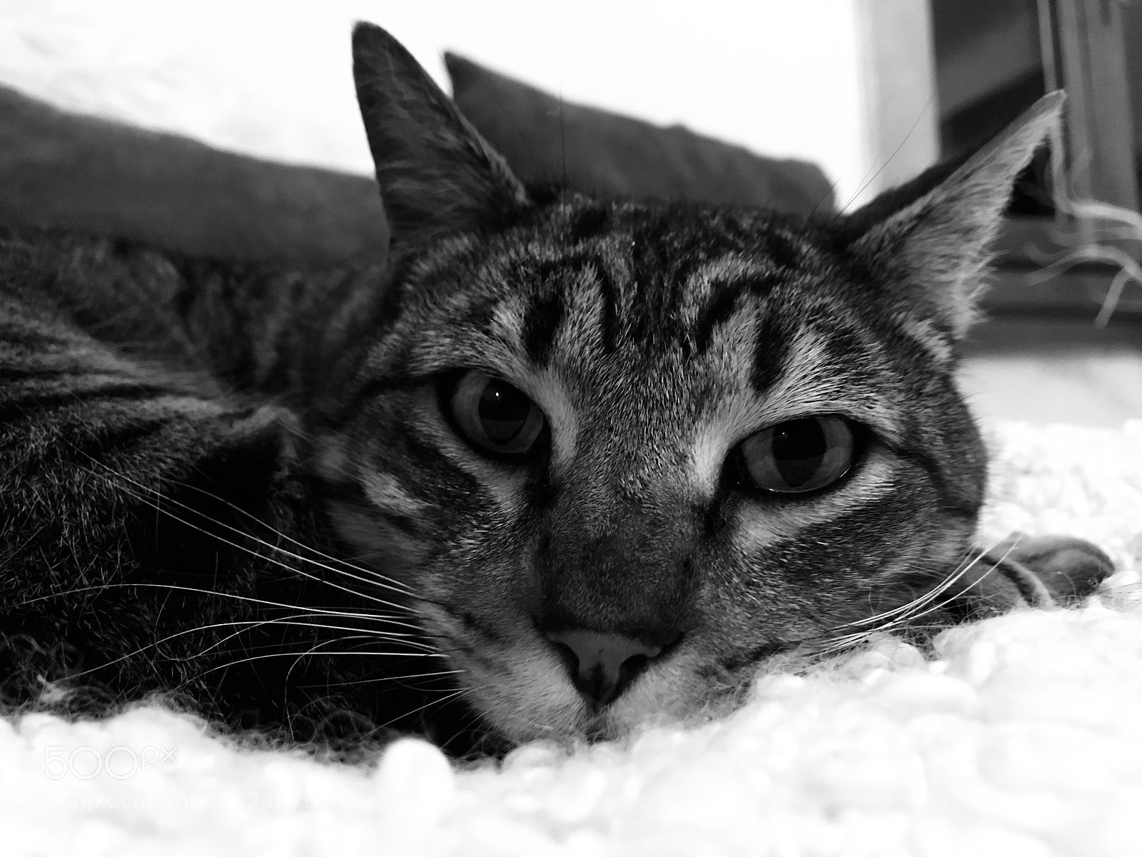 Apple iPhone 7 Plus sample photo. Charly! photography