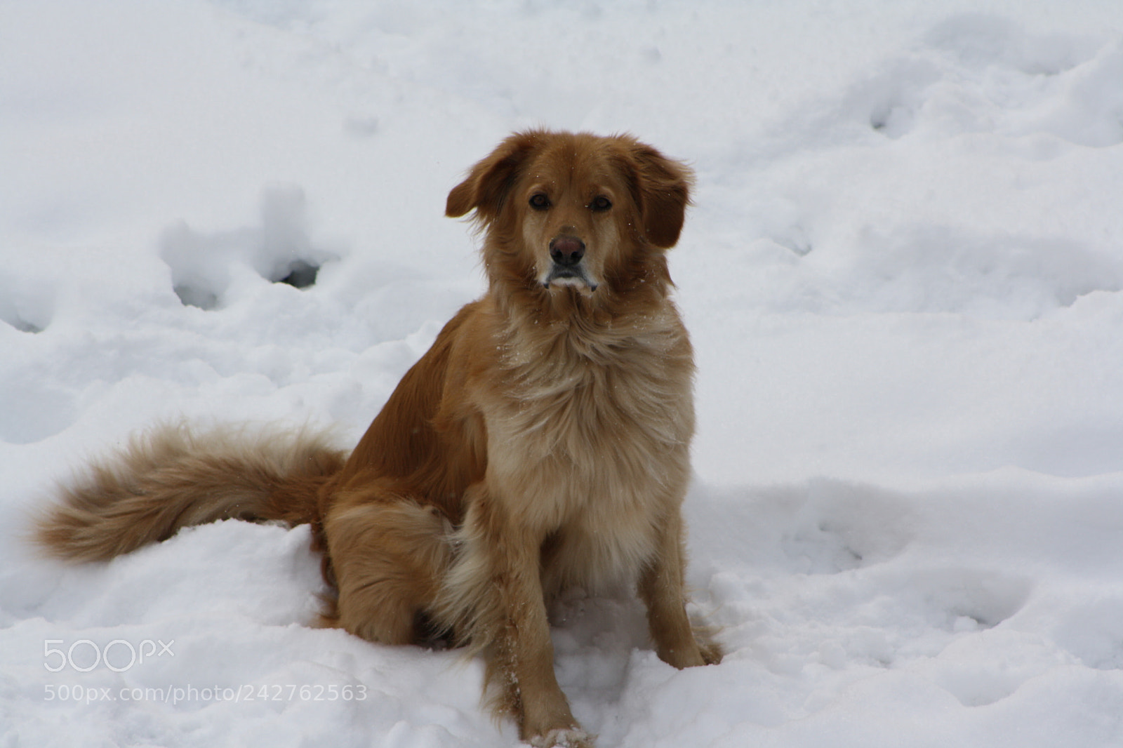 Canon EOS 1000D (EOS Digital Rebel XS / EOS Kiss F) sample photo. Joy and snow photography