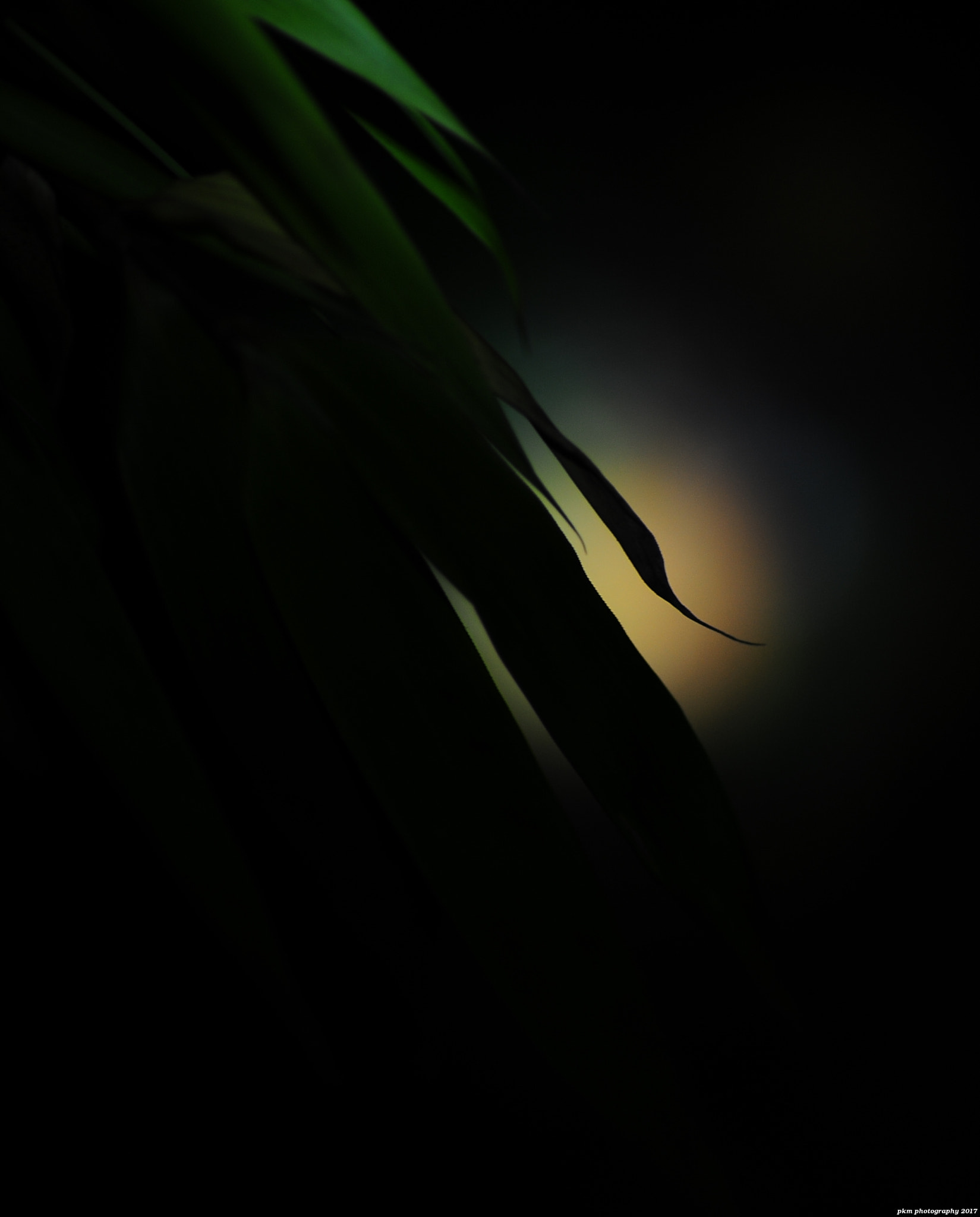 Nikon D700 sample photo. Bamboo silhouette photography