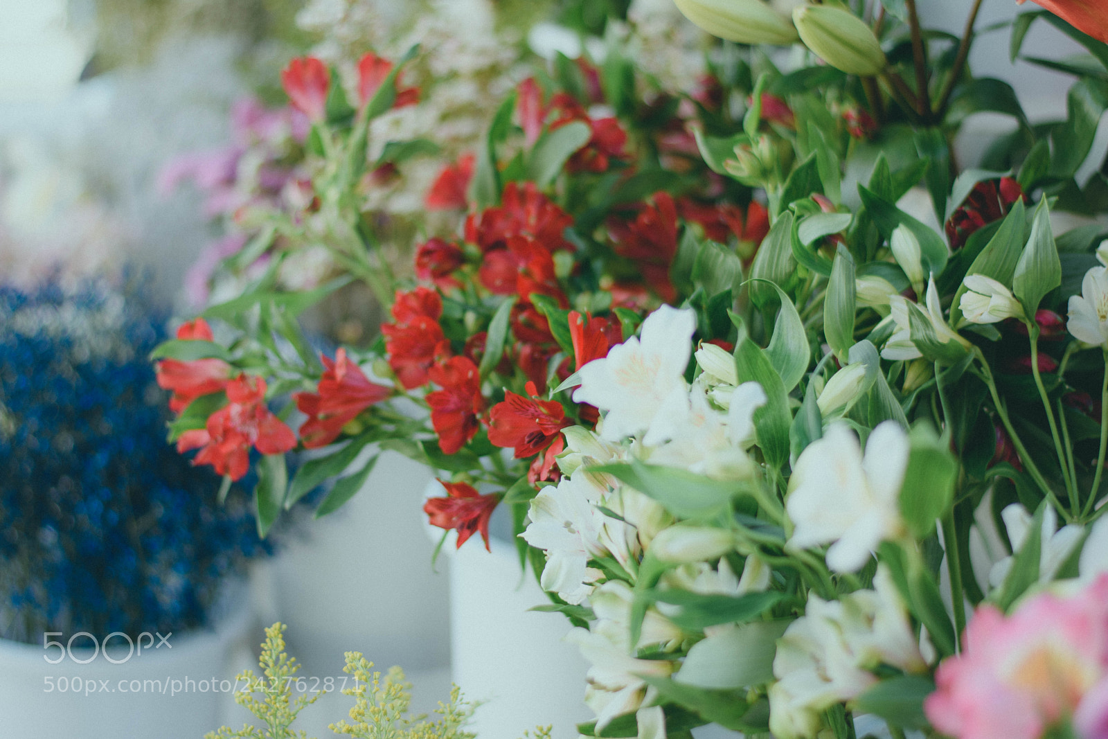 Nikon D3400 sample photo. Flower discovery photography