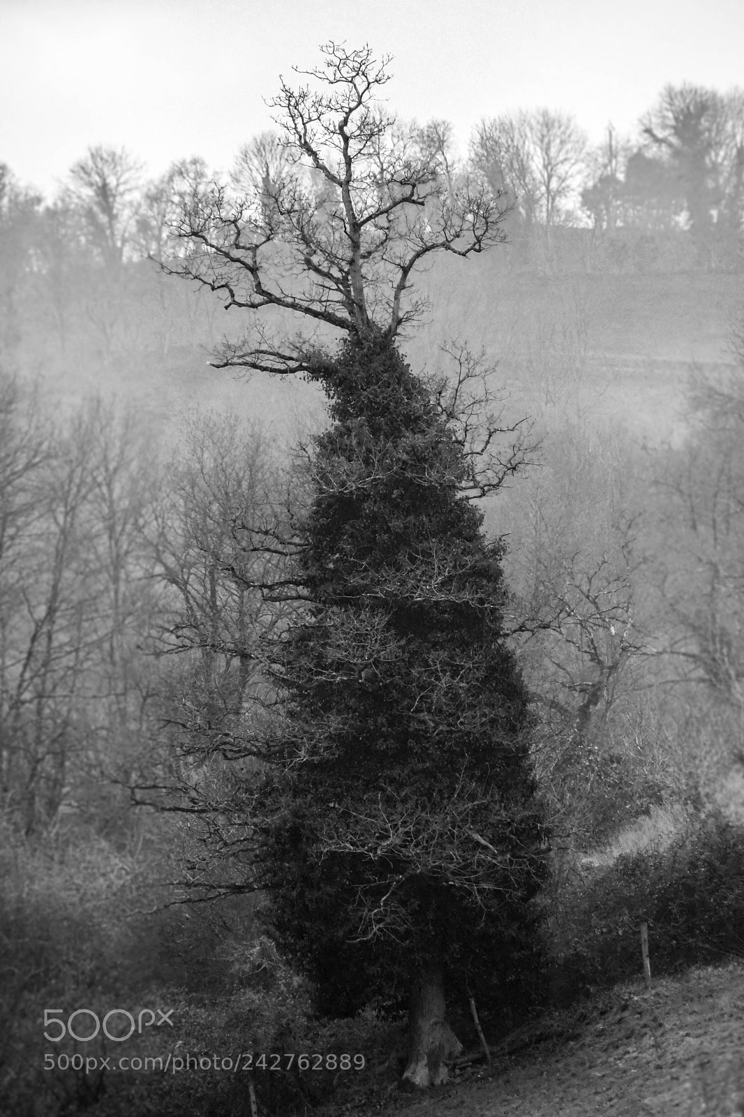 Nikon D7500 sample photo. A tree in a photography