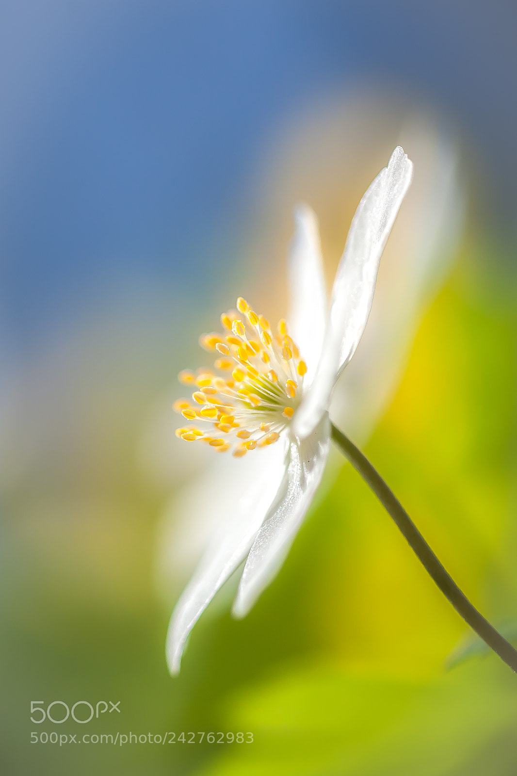 Canon EOS-1Ds Mark III sample photo. Springtime de lux photography