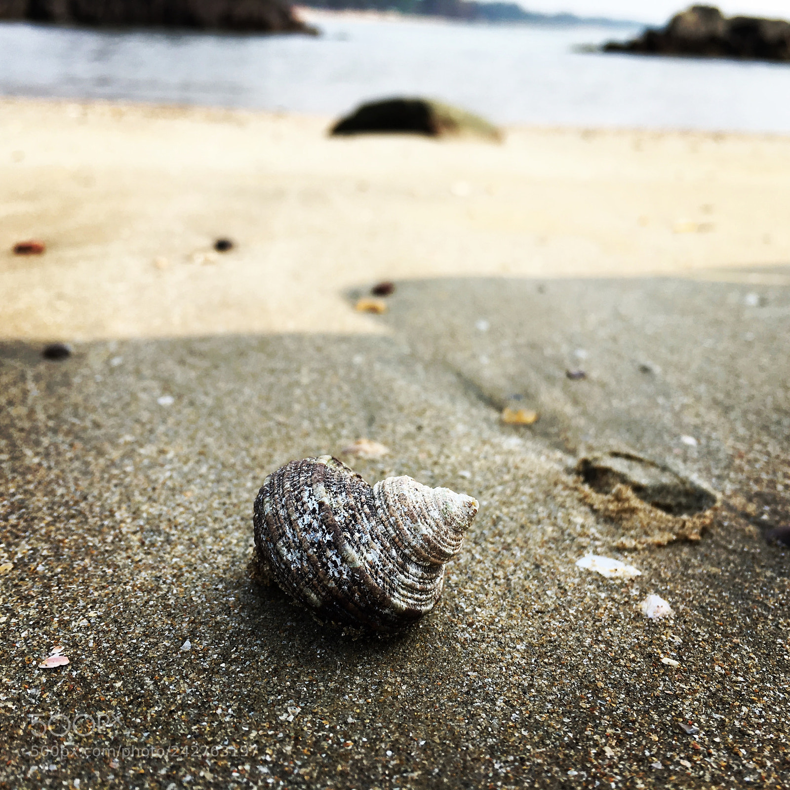 Apple iPhone 6s sample photo. Life in a shell ? photography