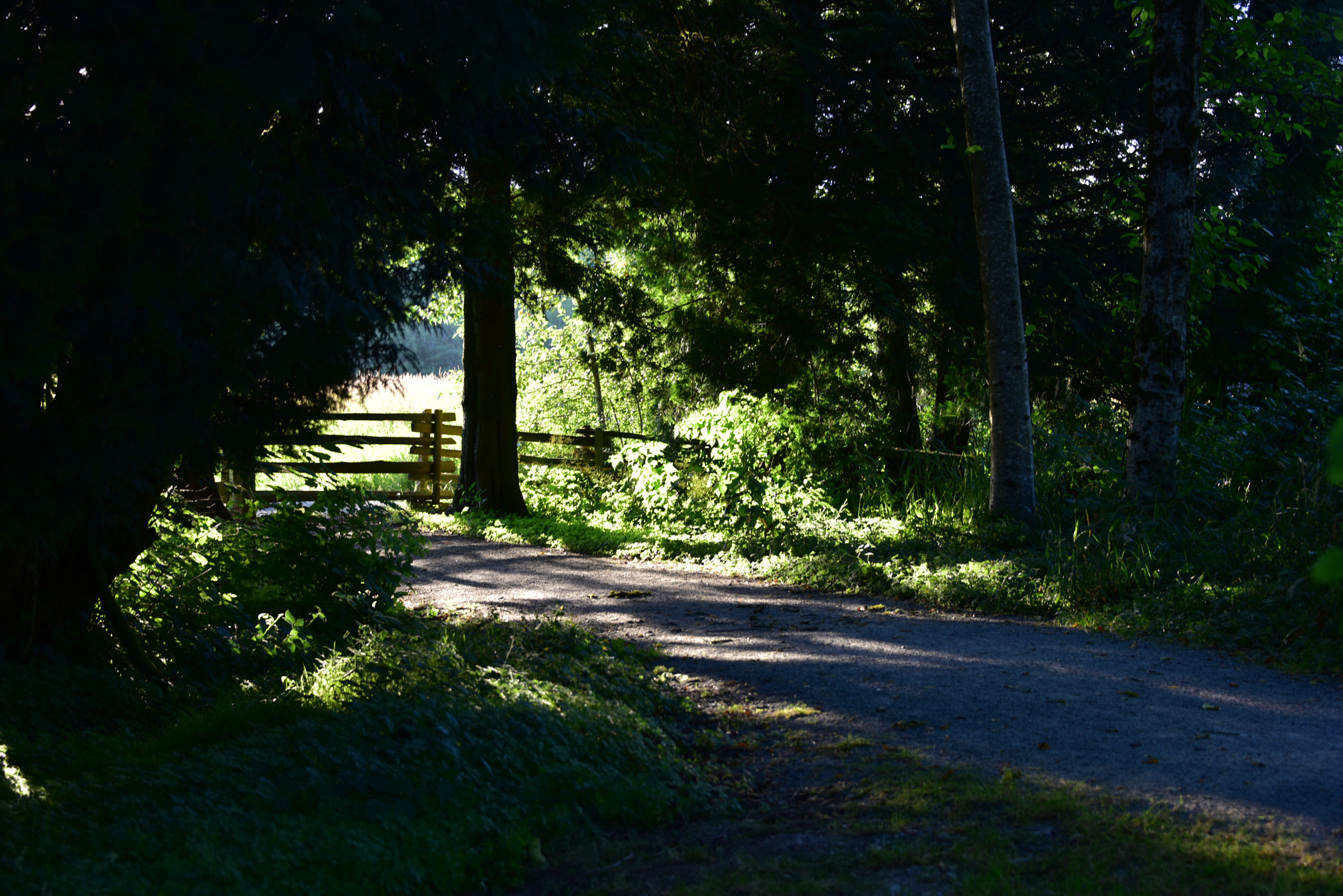 Nikon D810 sample photo. Sunshine trees photography
