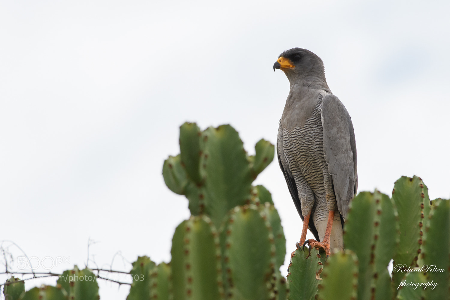 Nikon D500 sample photo. Eastern chanting-goshawk photography