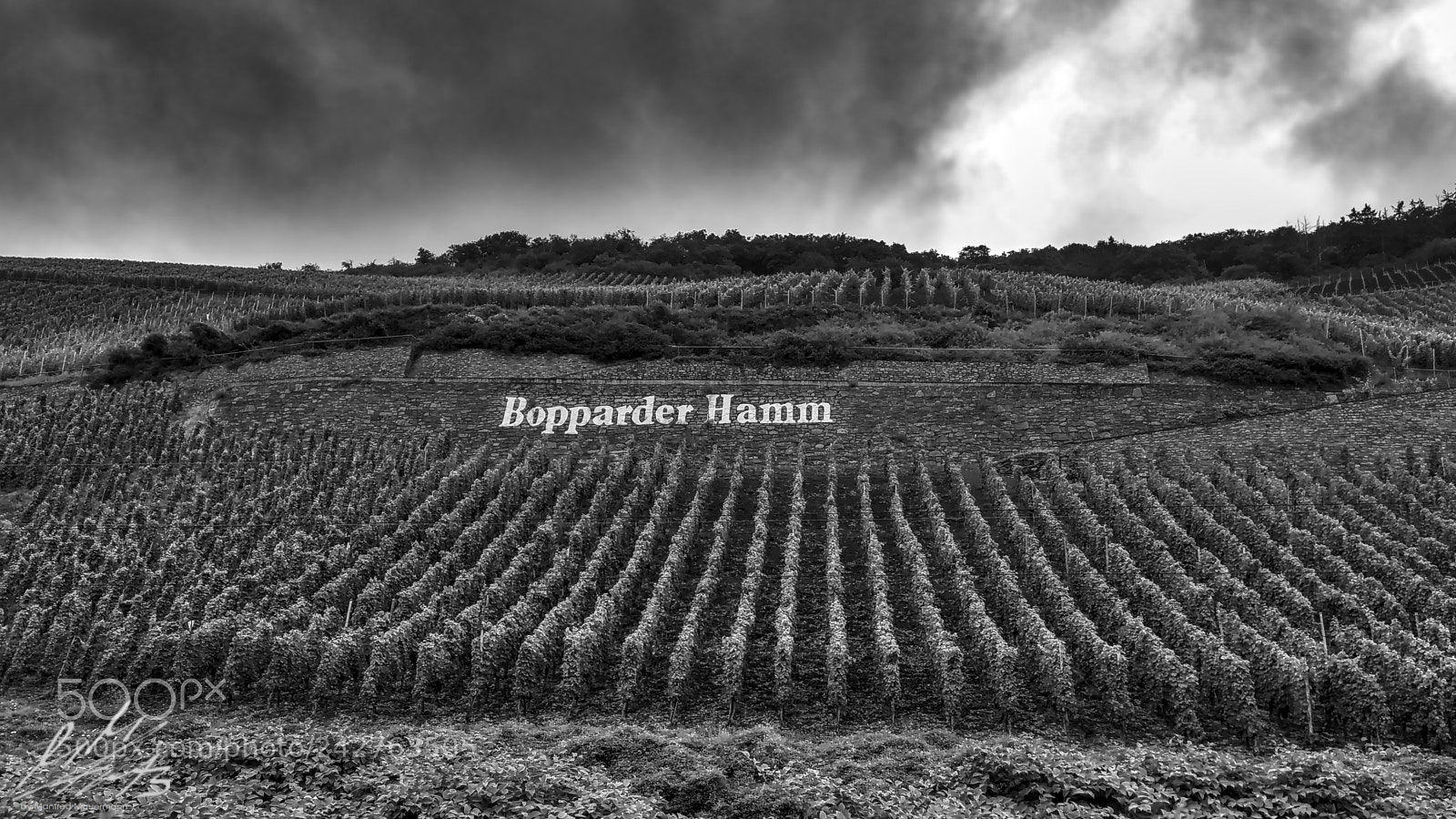 Samsung Galaxy Note4 sample photo. Labeled vineyard photography