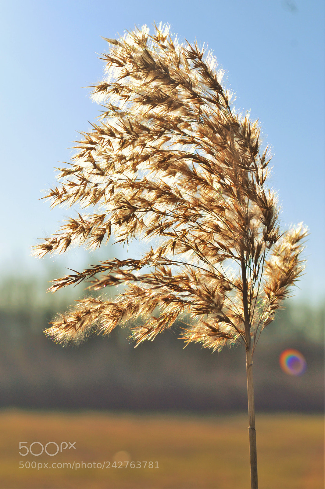 Nikon D3100 sample photo. Windy day photography