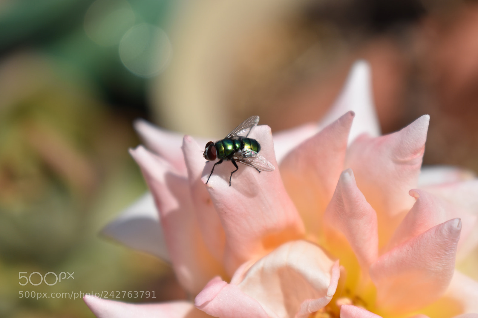 Nikon D5500 sample photo. Fly photography