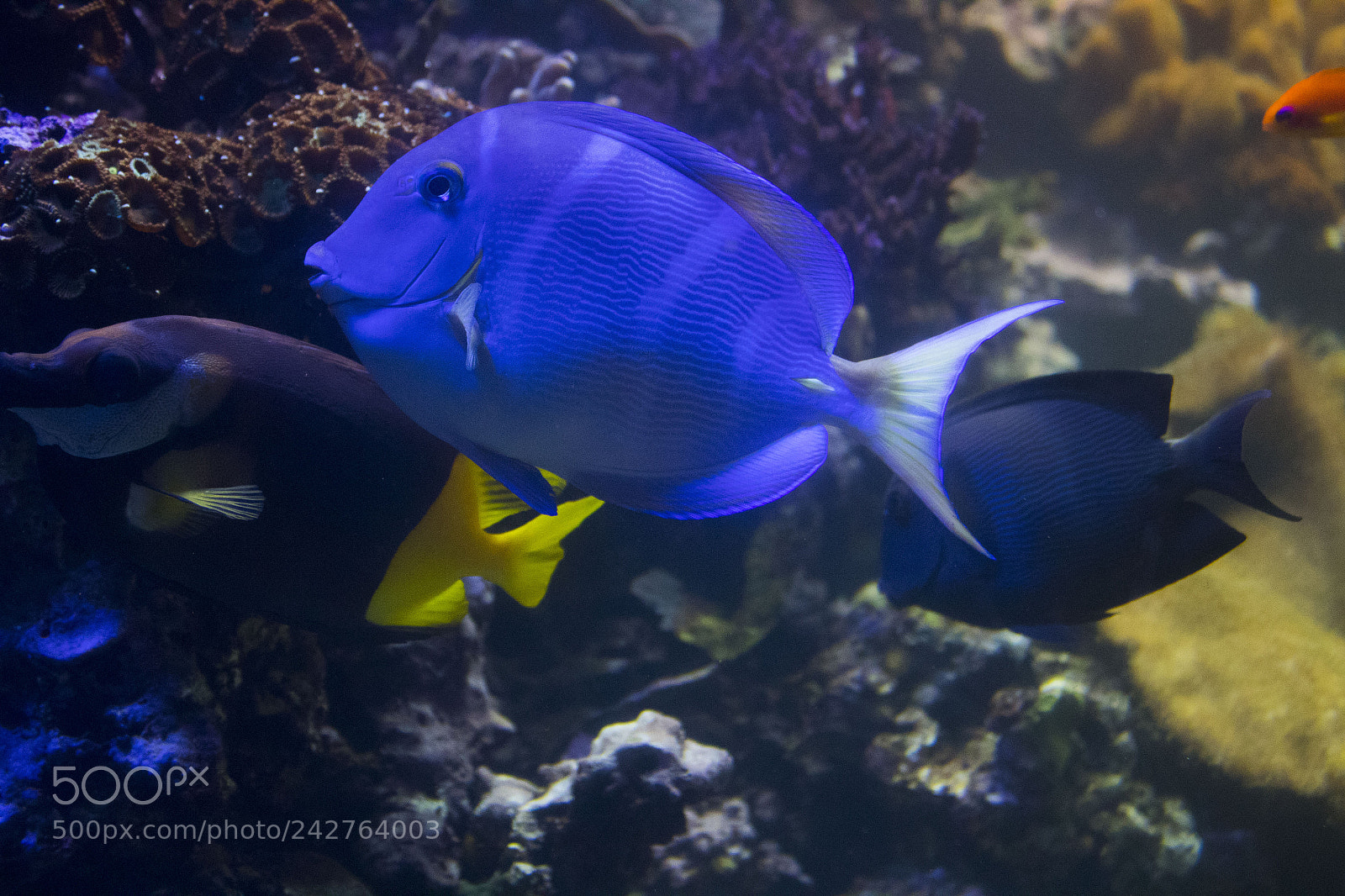 Canon EOS 1300D (EOS Rebel T6 / EOS Kiss X80) sample photo. Surgeonfish photography