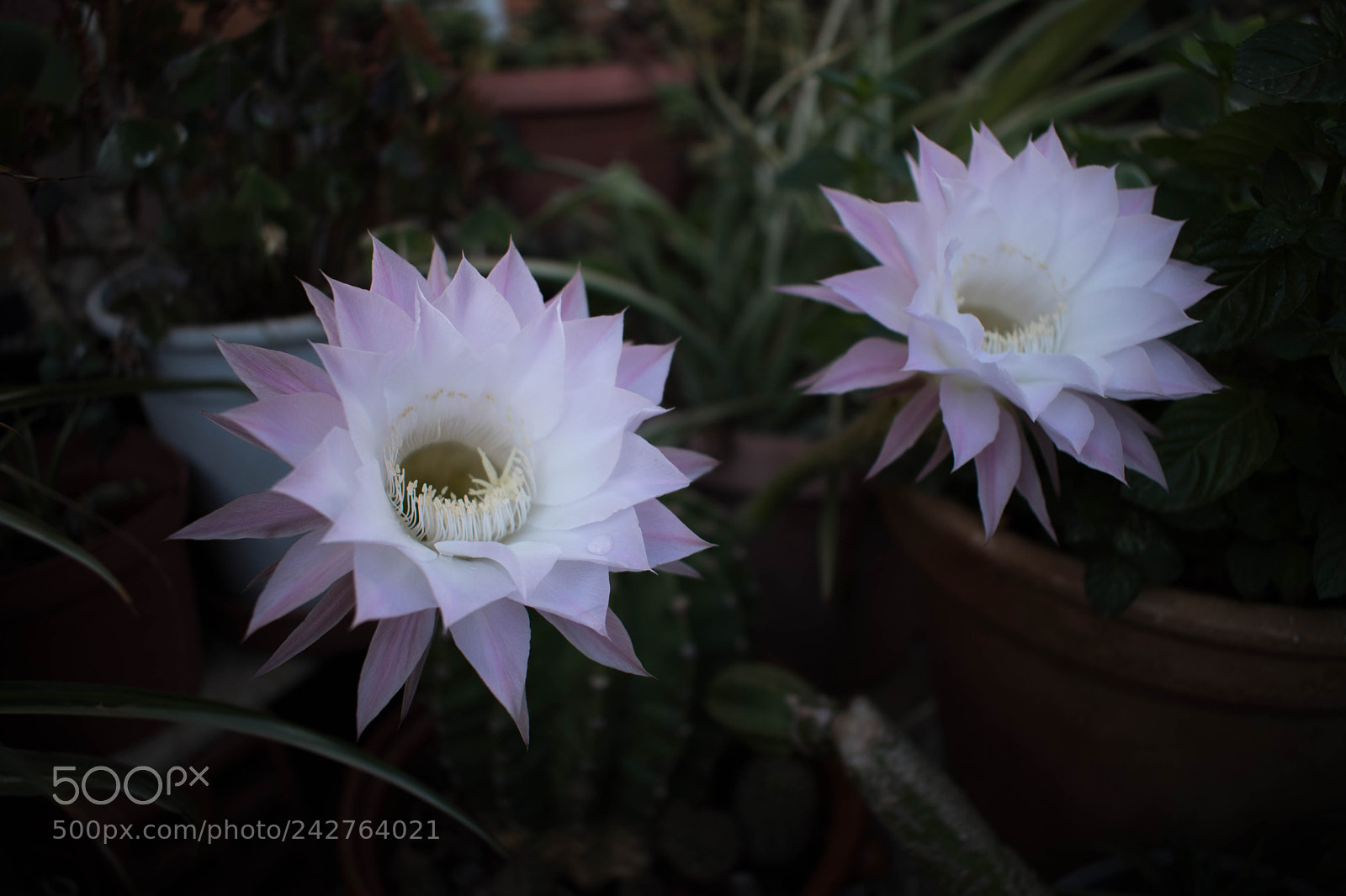 Nikon D5500 sample photo. Magic photography
