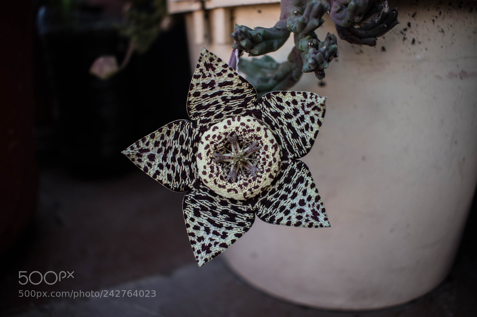 Nikon D5500 sample photo. Extraña flor photography