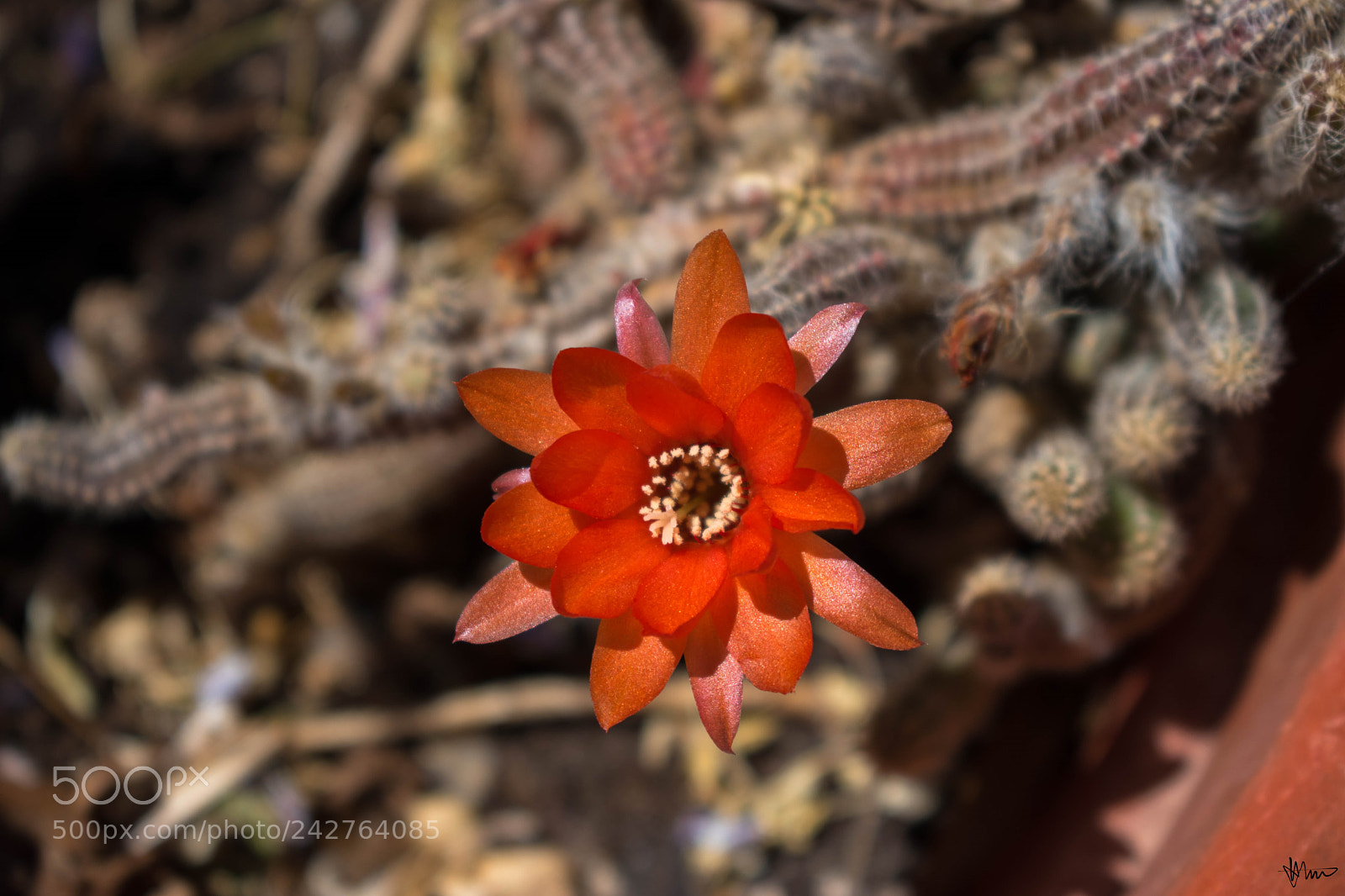 Nikon D5500 sample photo. Red flower photography