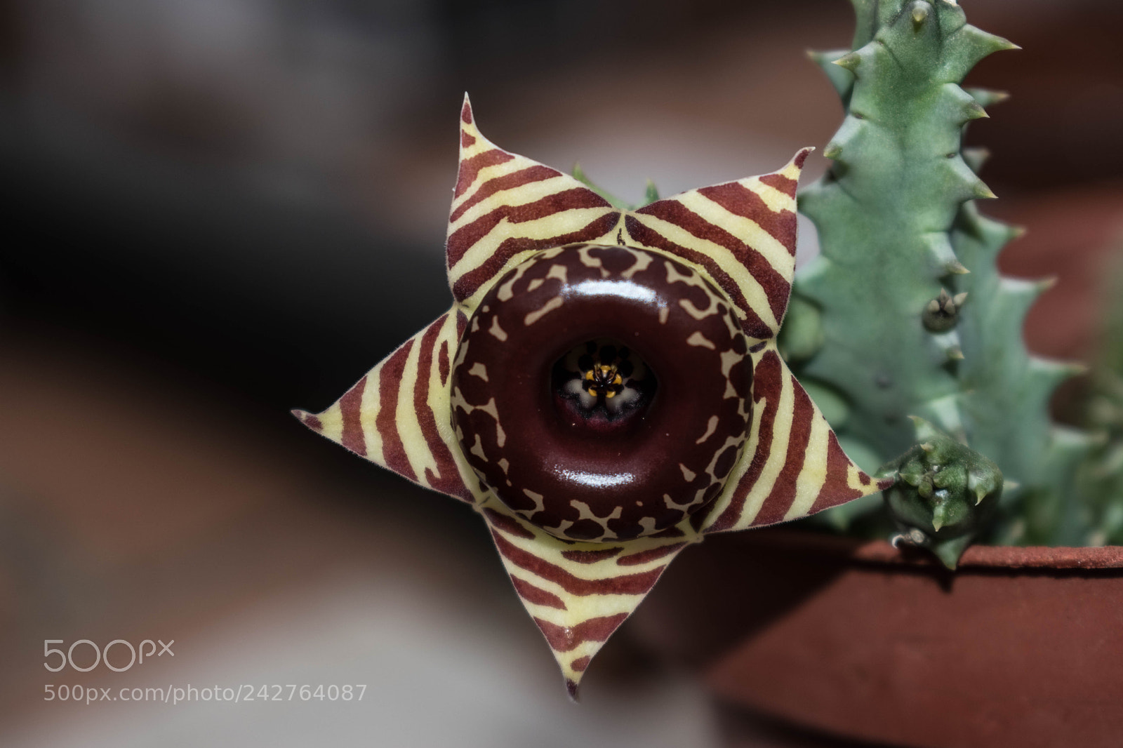 Nikon D5500 sample photo. Chocolate photography