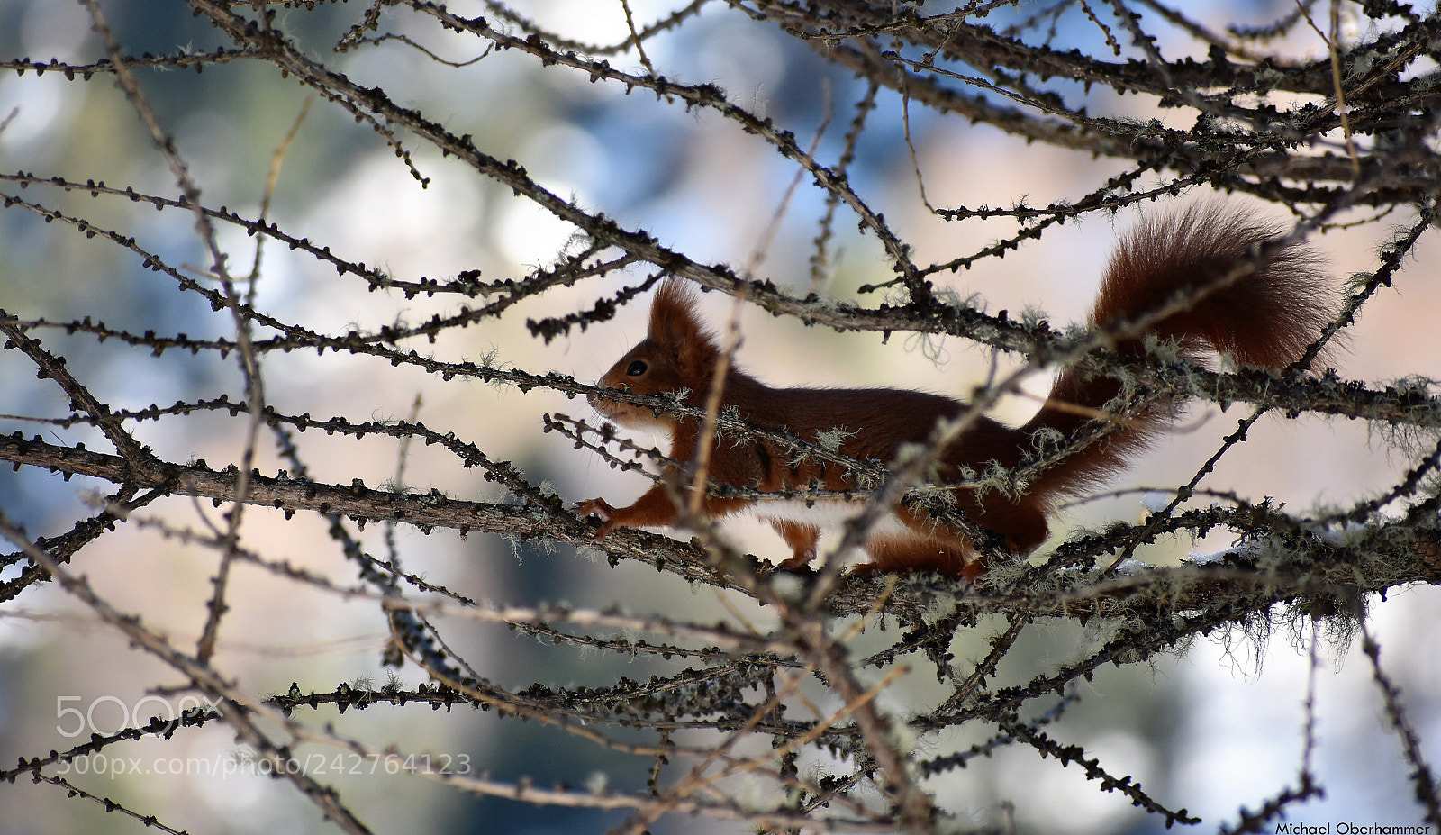 Nikon D7200 sample photo. Scoiattolo rosso photography