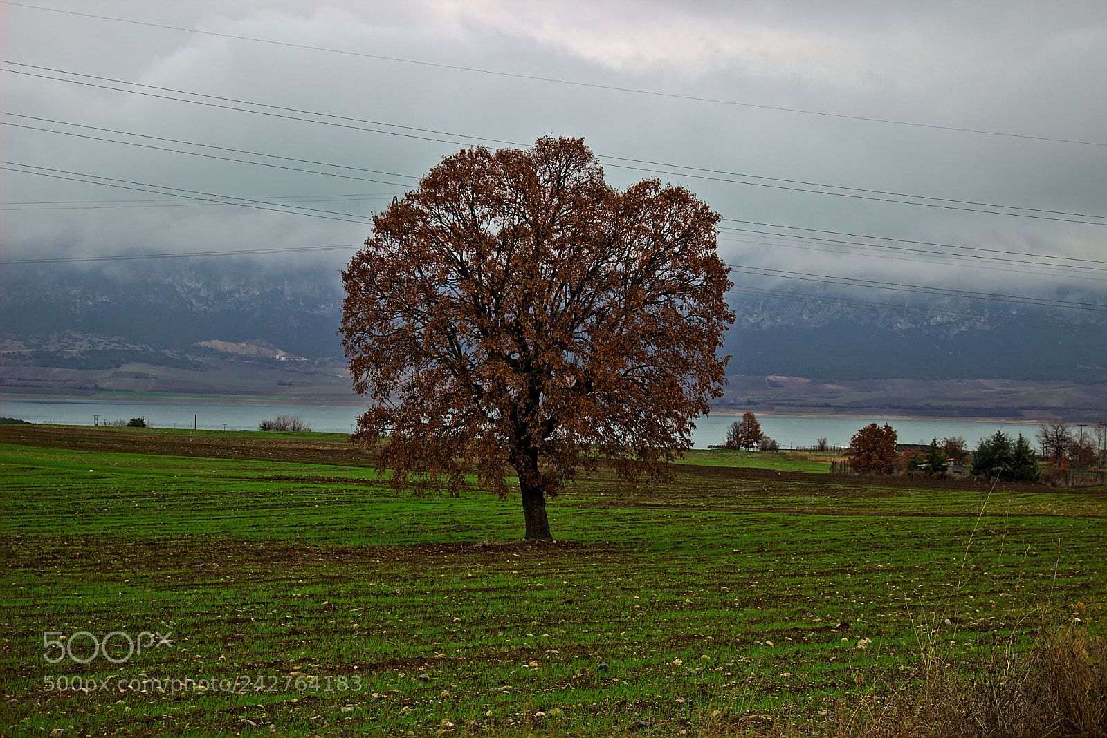 Canon EOS 100D (EOS Rebel SL1 / EOS Kiss X7) sample photo. Lone in the field photography
