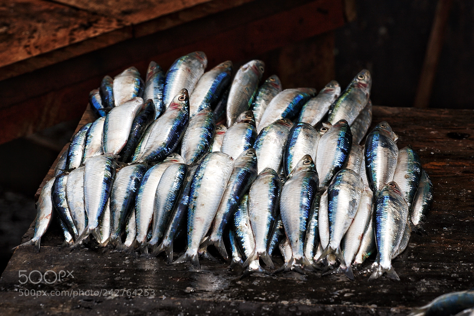 Canon EOS-1D Mark III sample photo. Sardines for sale at photography