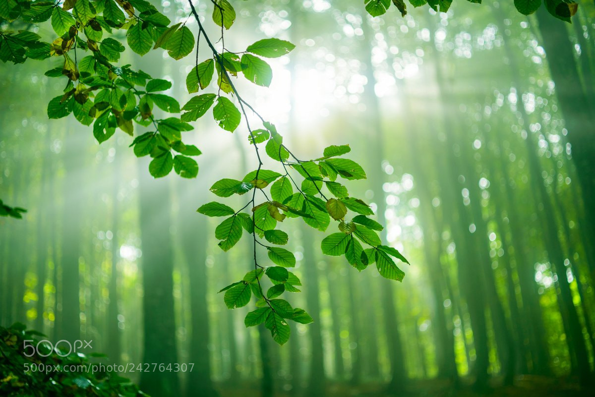 Nikon D610 sample photo. Leaf photography