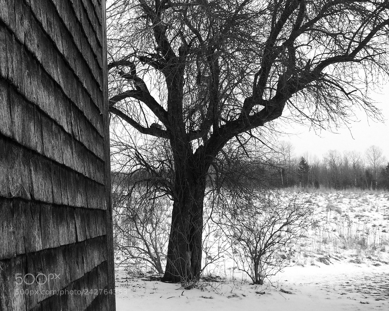 Apple iPhone 5s sample photo. Apple tree behind the photography