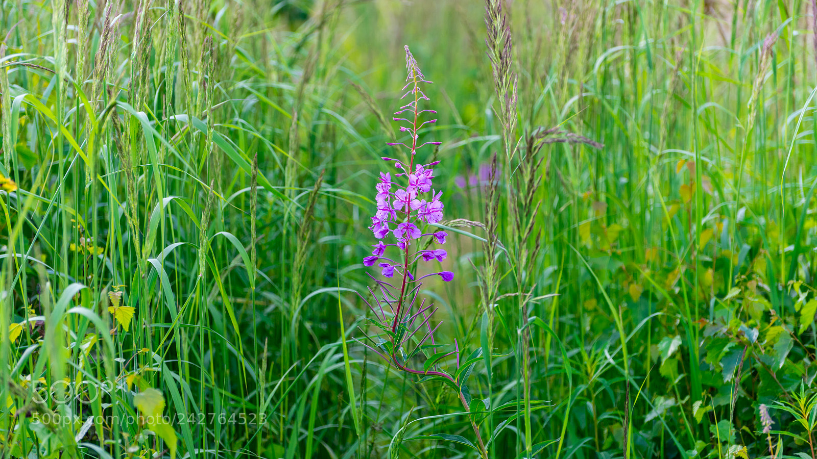 Nikon D810 sample photo. Meadow. photography
