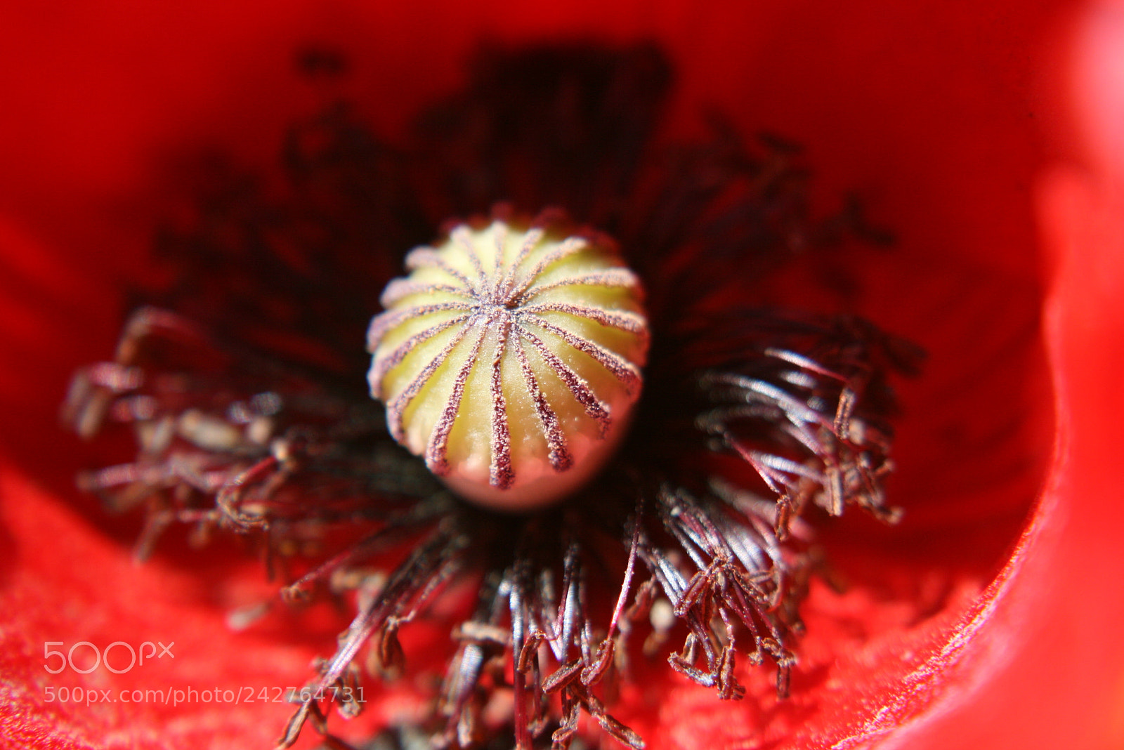 Canon EF-S 18-55mm F3.5-5.6 II sample photo. Inside a core of photography