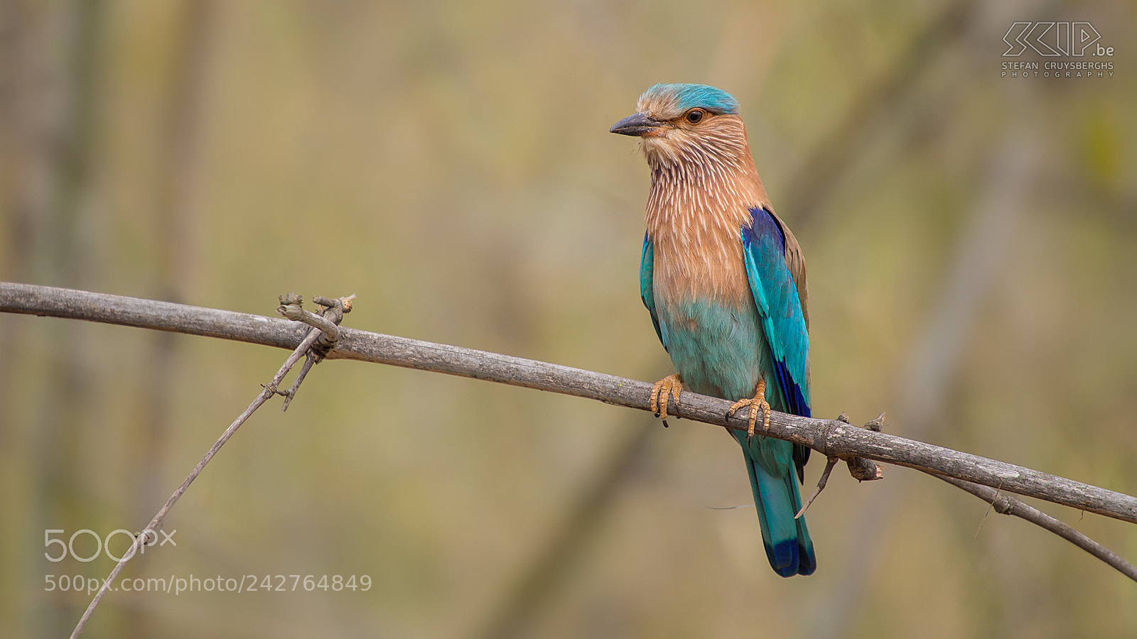 Nikon D600 sample photo. Indian roller photography