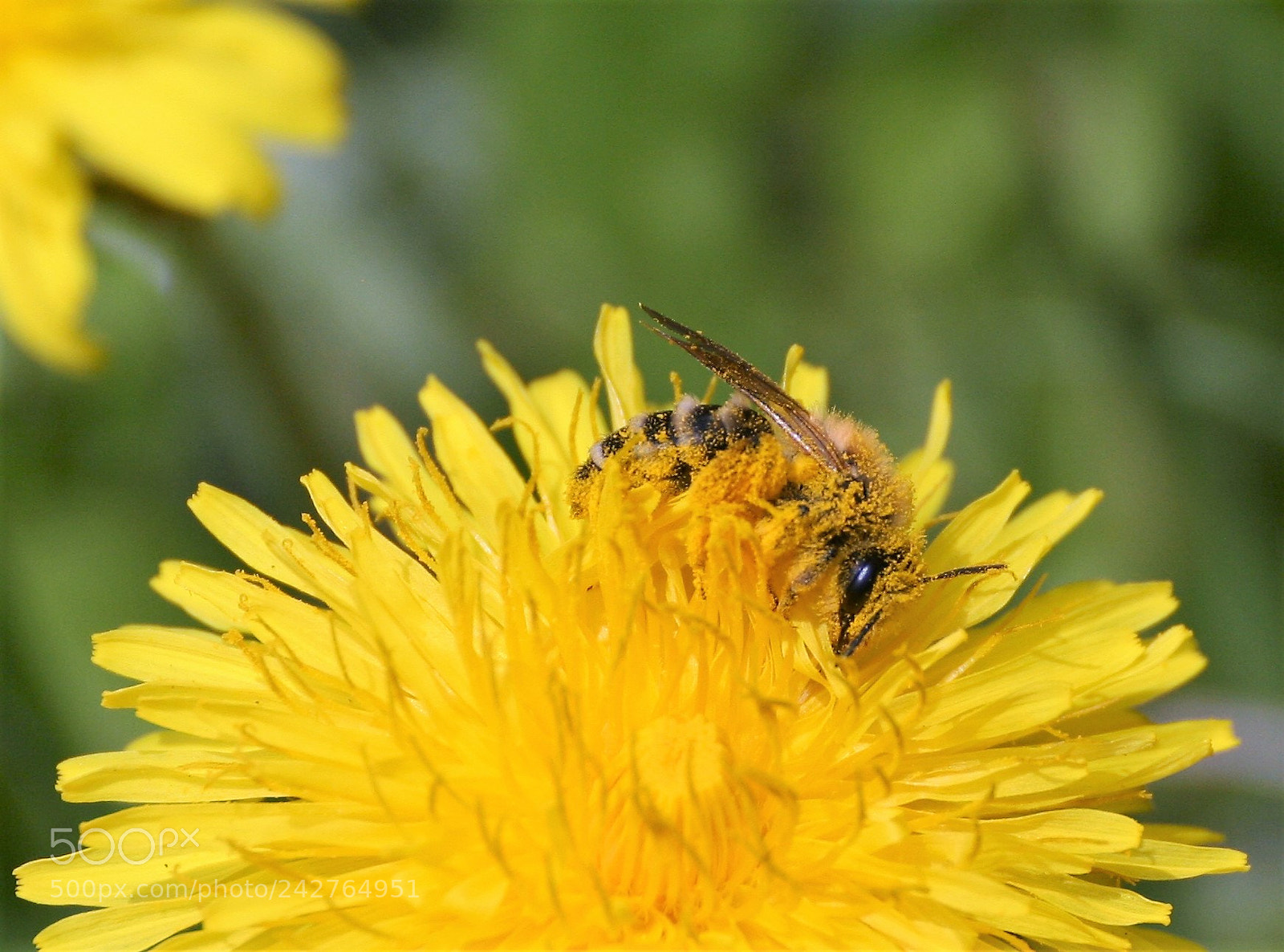 Canon EOS 400D (EOS Digital Rebel XTi / EOS Kiss Digital X) sample photo. A little bee powdered photography