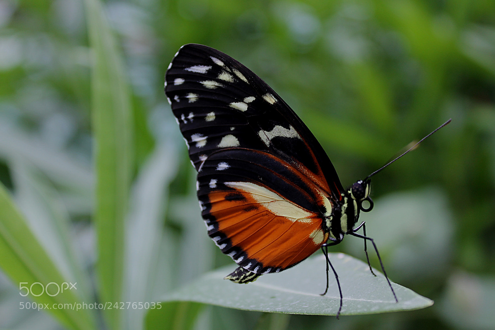 Canon EOS 1100D (EOS Rebel T3 / EOS Kiss X50) sample photo. Heliconius hecale butterfly photography