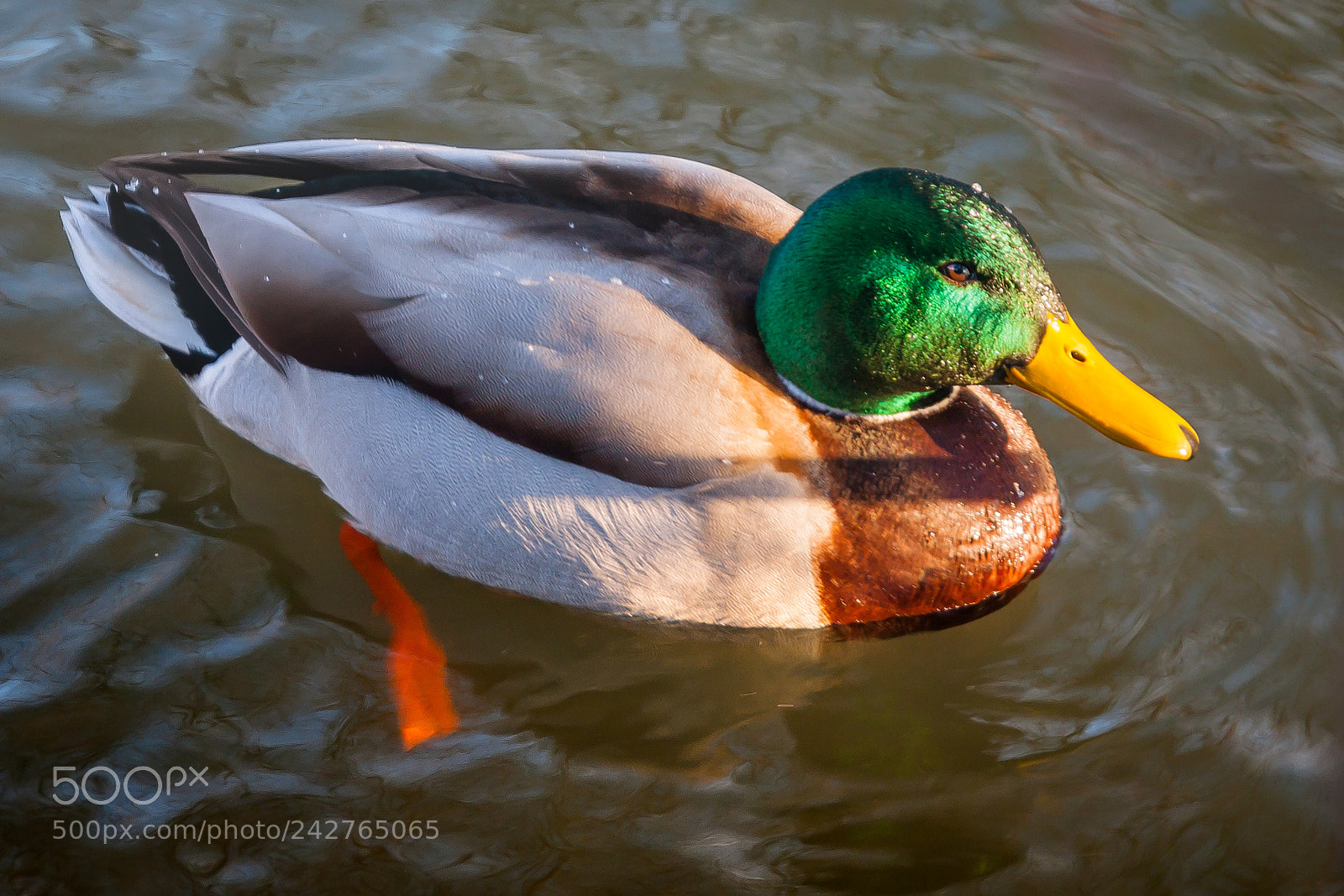 Canon EOS 500D (EOS Rebel T1i / EOS Kiss X3) sample photo. Icy duck photography