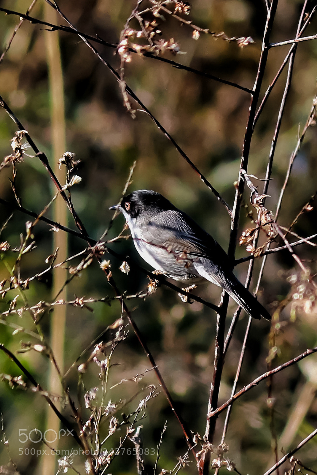 Canon EOS 77D (EOS 9000D / EOS 770D) sample photo. The art of nature photography