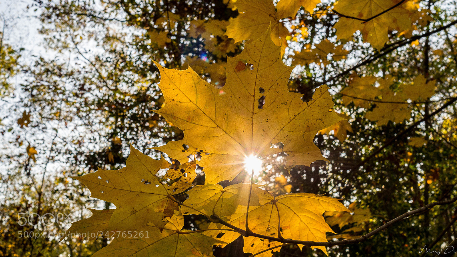 Olympus OM-D E-M10 II sample photo. Etre dans le vent photography