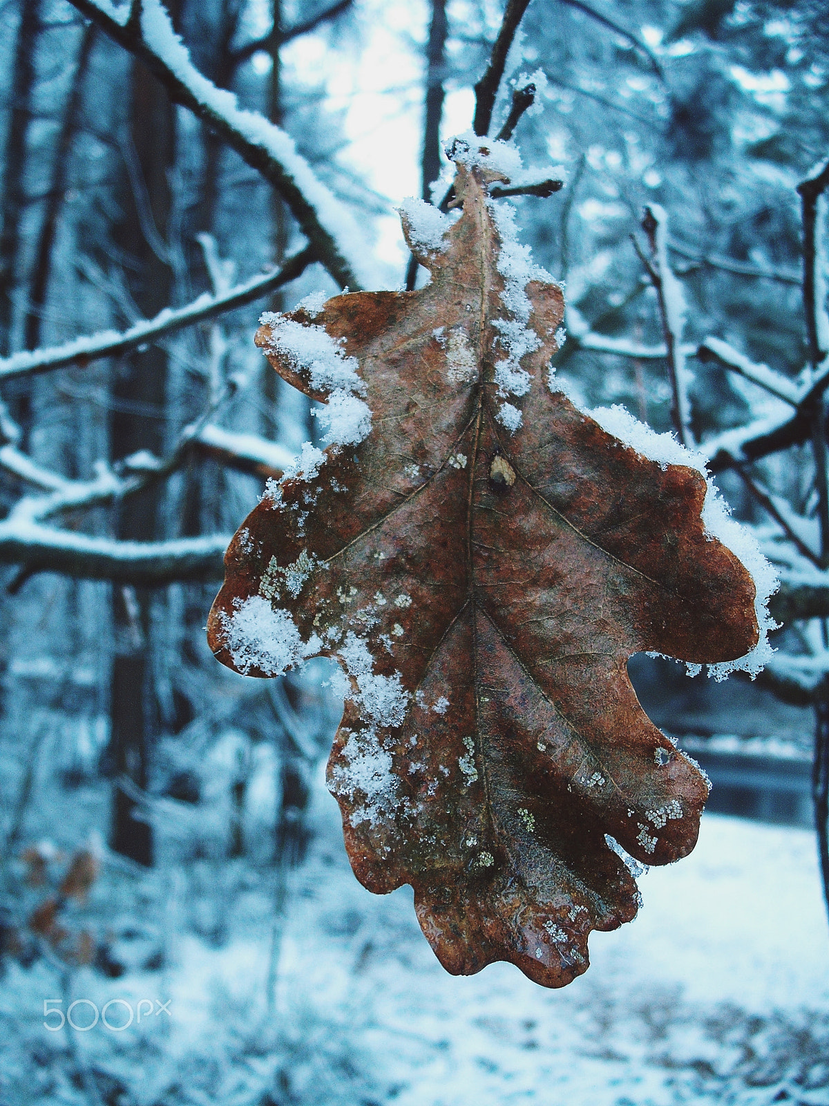 Fujifilm A850 sample photo. Winter leaf photography