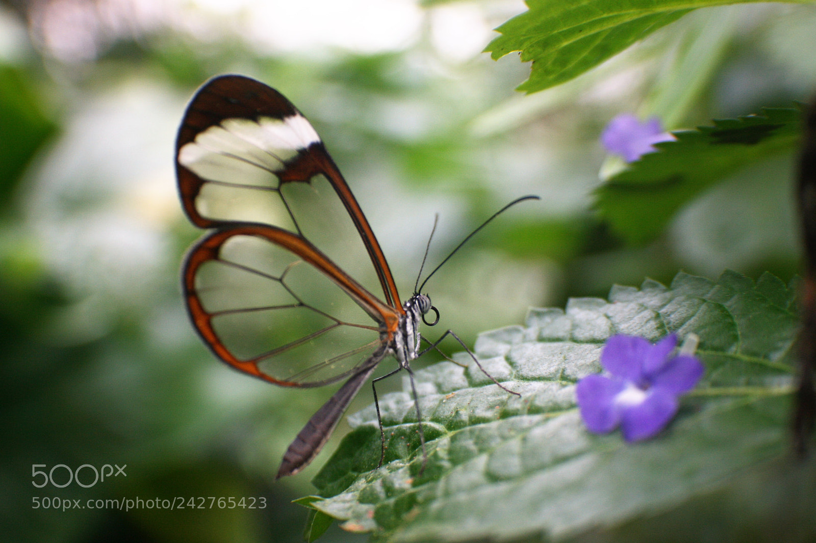 Canon EOS 400D (EOS Digital Rebel XTi / EOS Kiss Digital X) sample photo. Transparent butterfly found on photography
