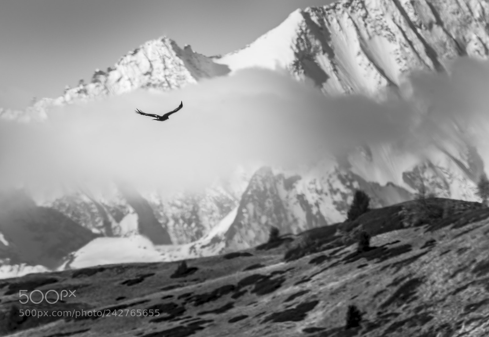 Nikon D610 sample photo. Eagle photography