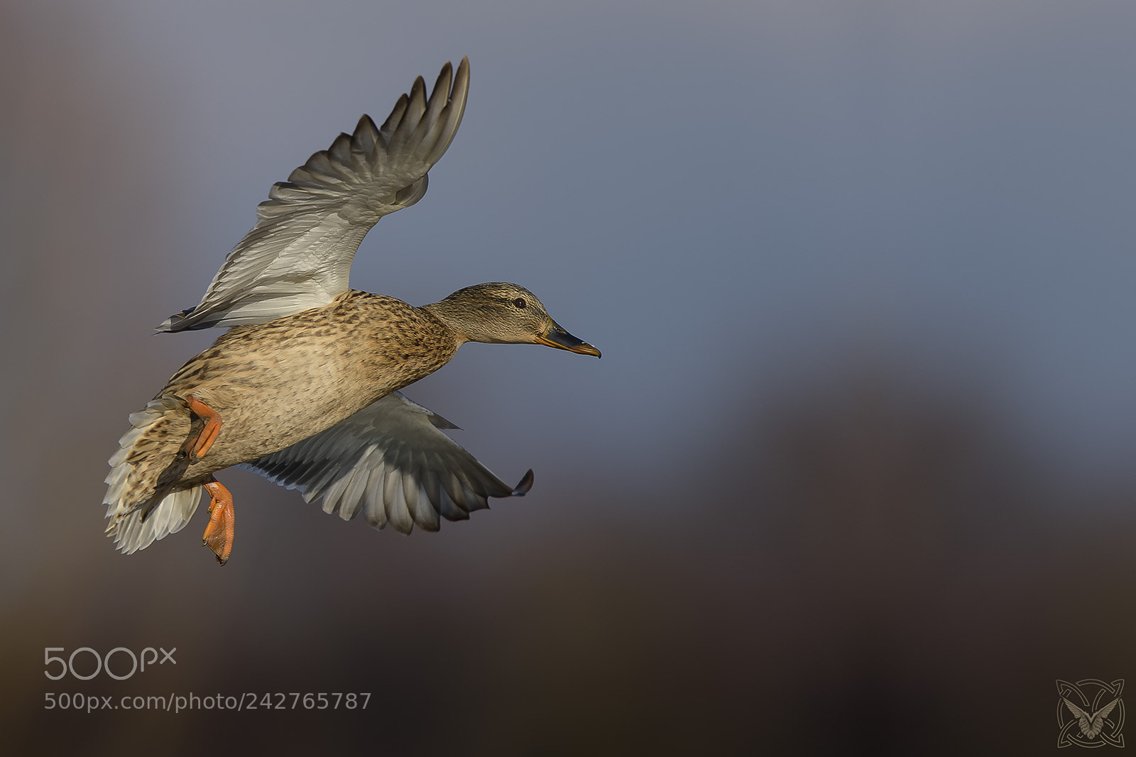Nikon D4S sample photo. Anas platyrhynchos, germano reale,canard photography