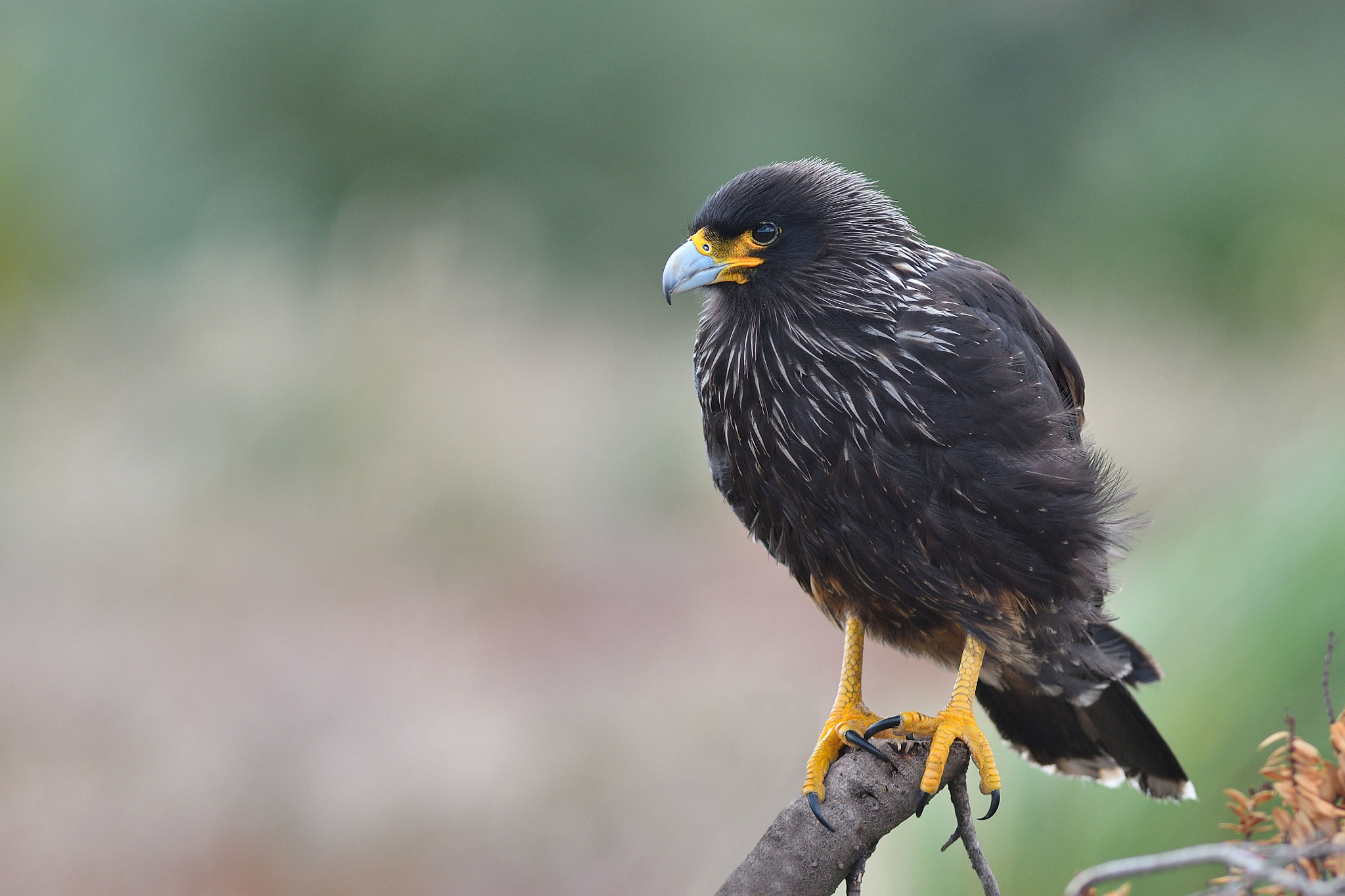 Nikon D500 + Nikon AF-S Nikkor 300mm F2.8G ED VR II sample photo. Straited caracara photography