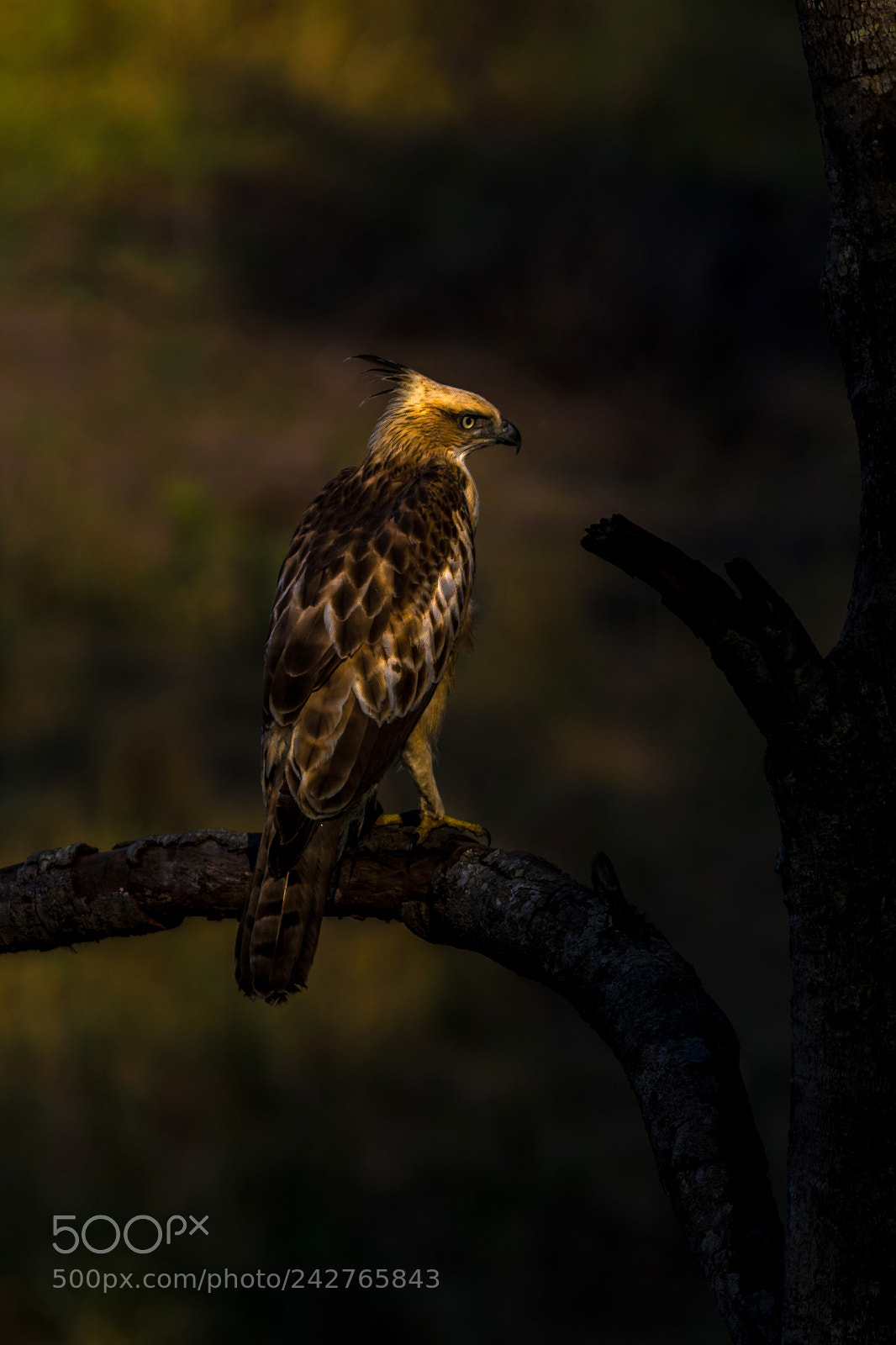 Canon EOS 60D sample photo. First flight photography