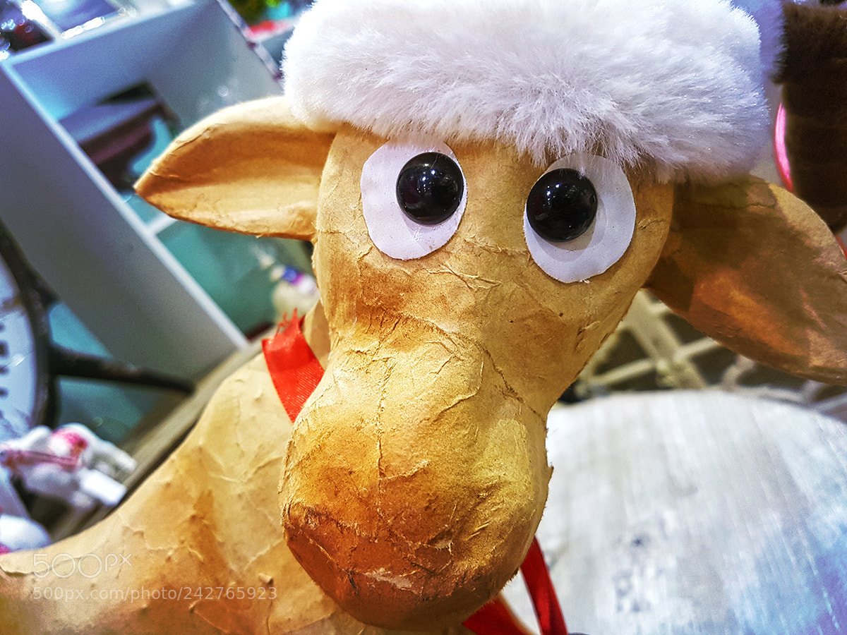 Samsung Galaxy S7 Edge sample photo. Cow photography