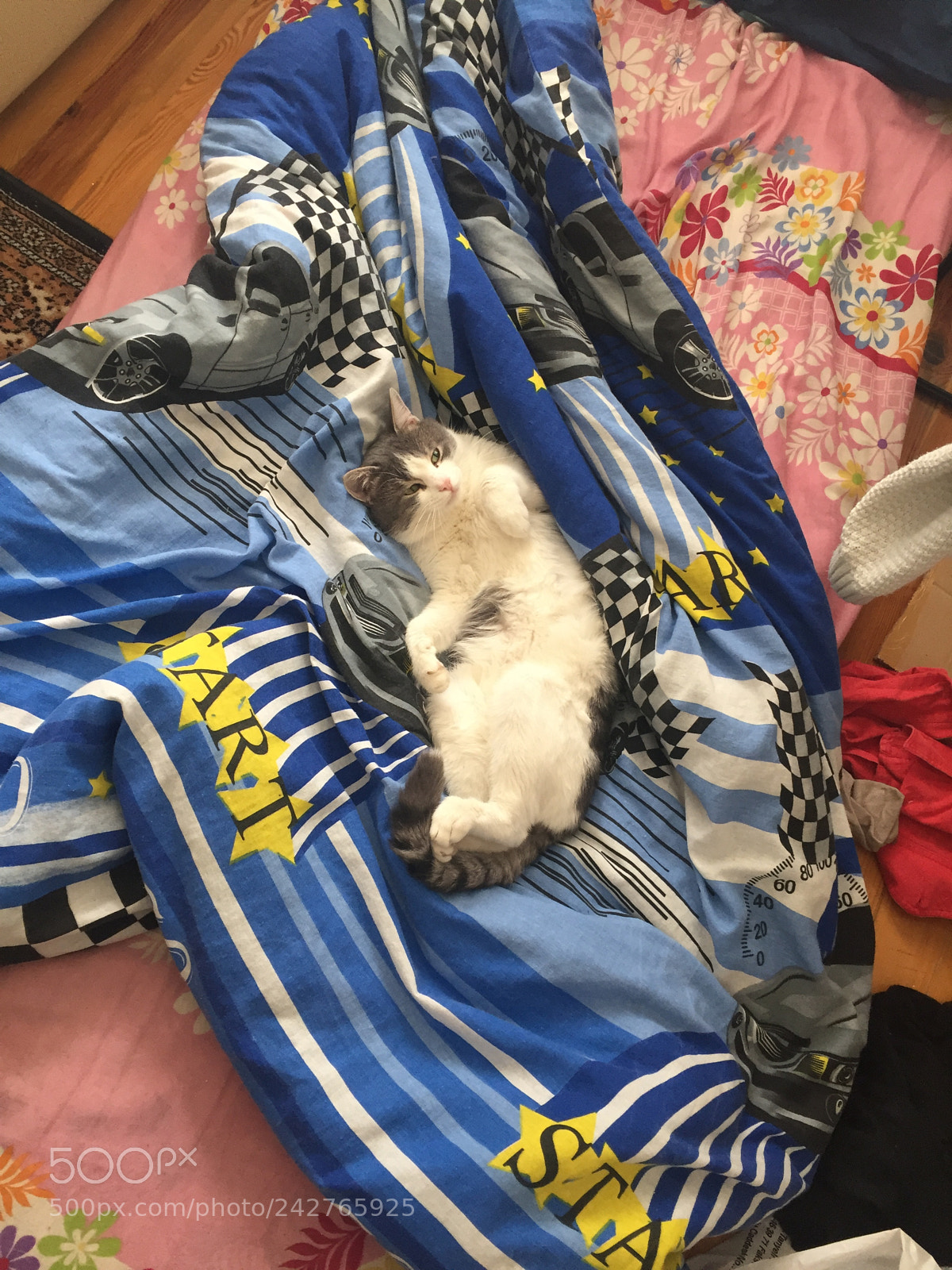 Apple iPhone 6 sample photo. My cat photography