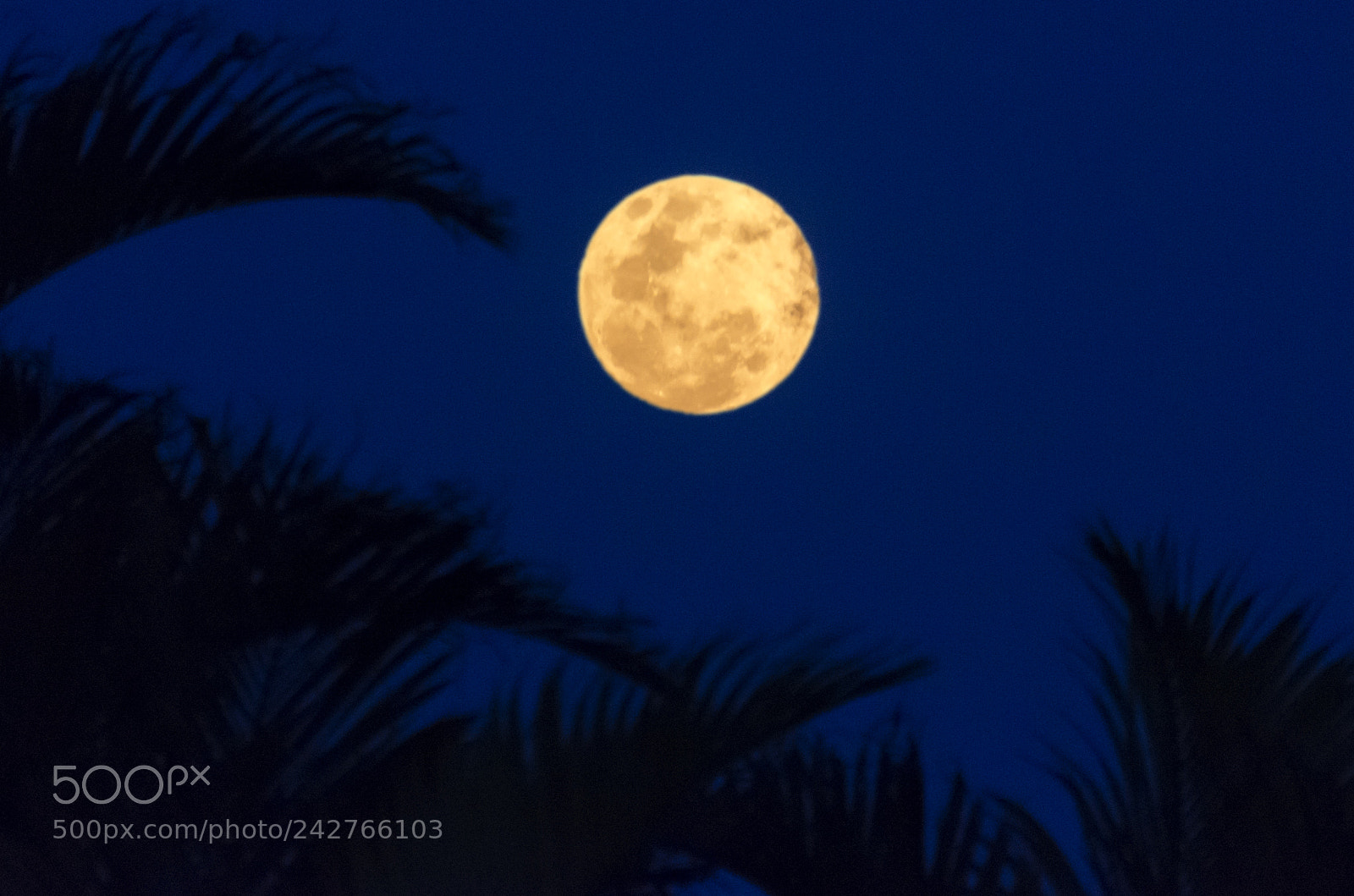 Nikon D5100 sample photo. Yellow moon photography