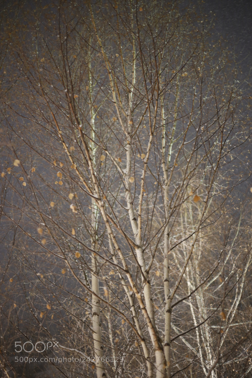 Canon EOS 6D + Canon EF 50mm F1.8 STM sample photo. Mg photography